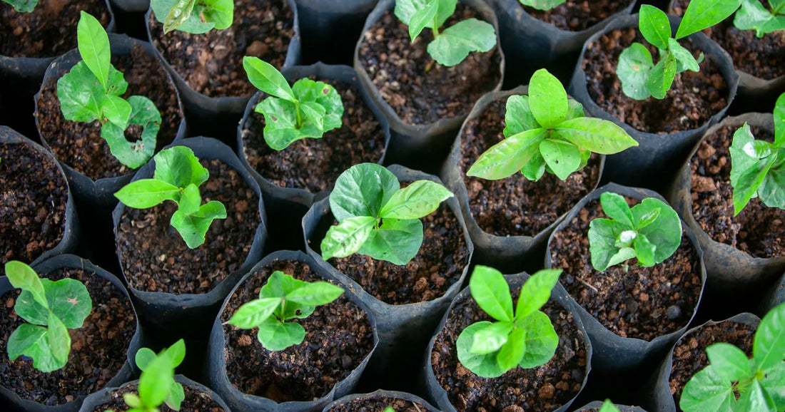 World Coffee Research F1 Hybrids Cupping