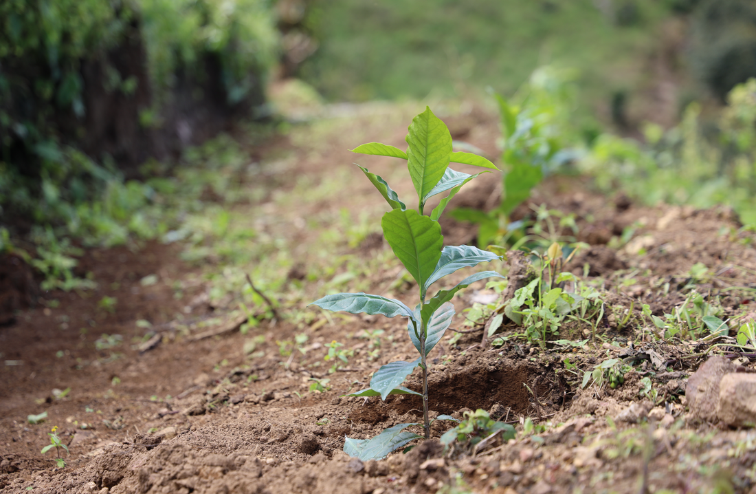 How Growing Conditions Shape Coffee