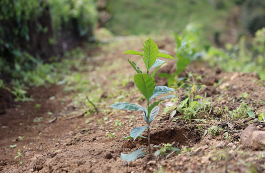 How Growing Conditions Shape Coffee