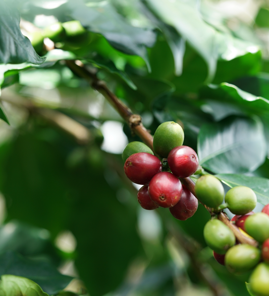 Planning Your Purchasing Calendar Around Harvest Seasons