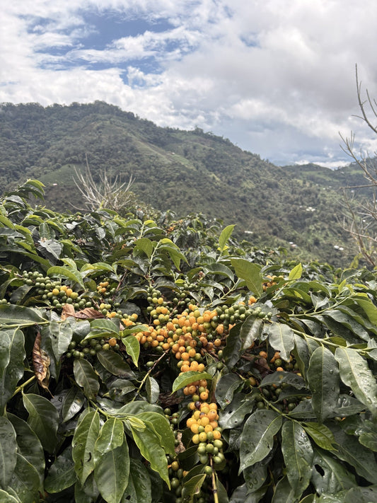 Getting Started with a Green Coffee Supplier