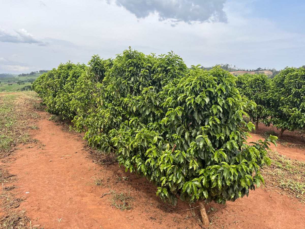 Rows of coffee trees on a sunny farm with red soil