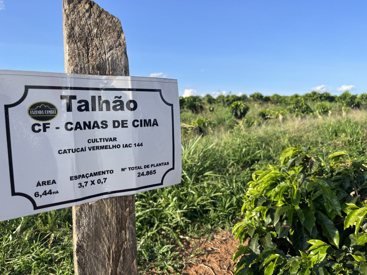 Field sign listing the plot name and cultivar beside coffee trees on a farm in Brazil
