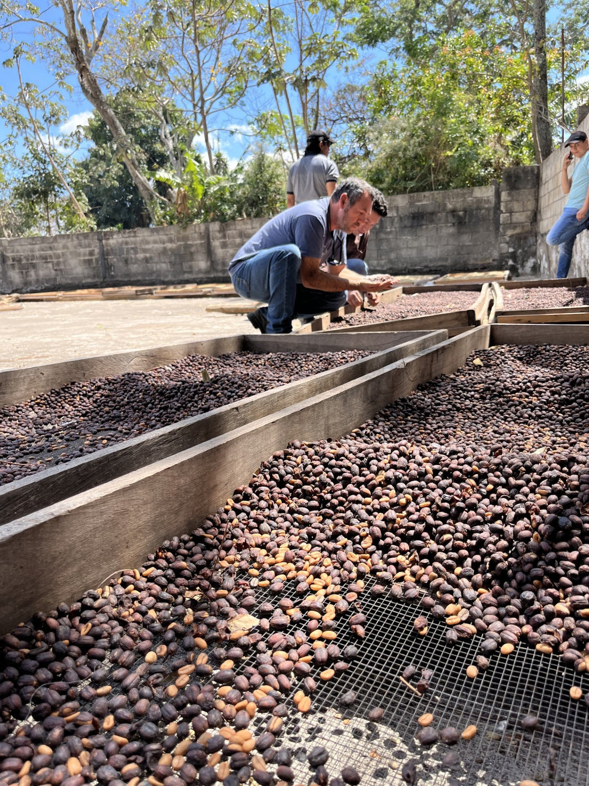 Coffee cherries drying on raised beds for a natural process, with workers checking the lots