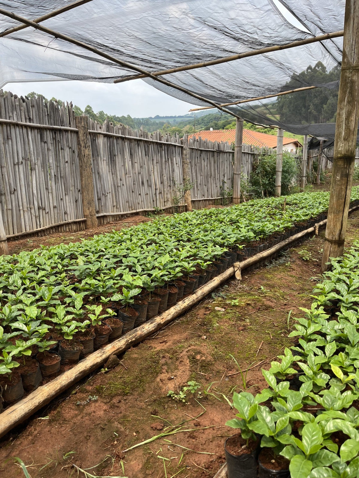 Coffee seedlings in bags lined up under shade netting at a nursery