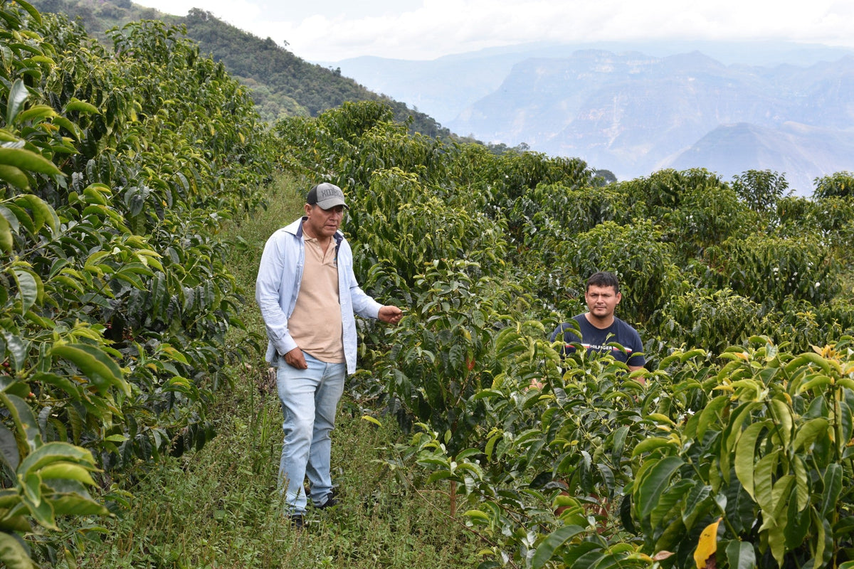 Two people walking through coffee trees on a mountainside farm