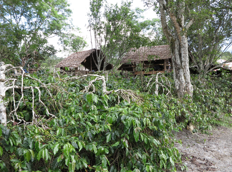 Indonesia — Sumatra GR1 DP Mas Kawi