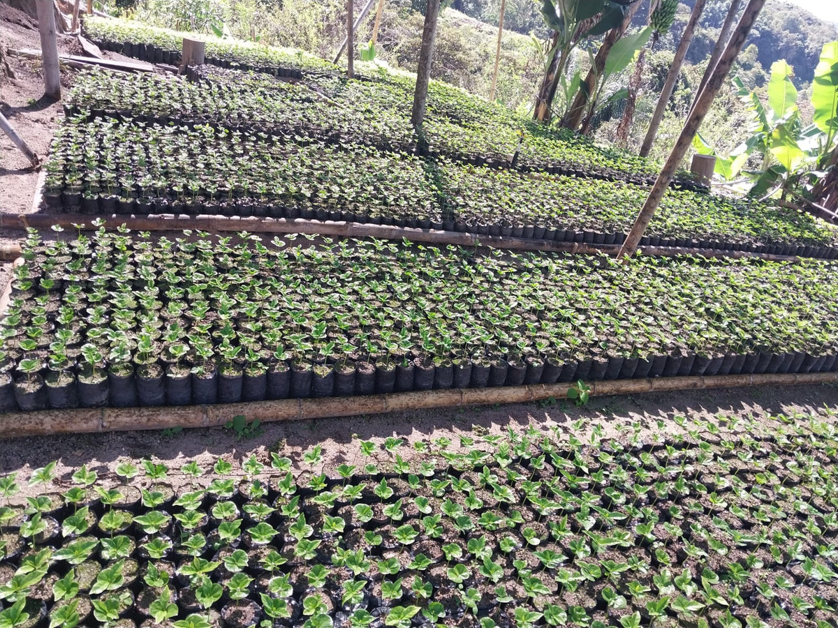 Rows of coffee seedlings in a hillside nursery in Colombia