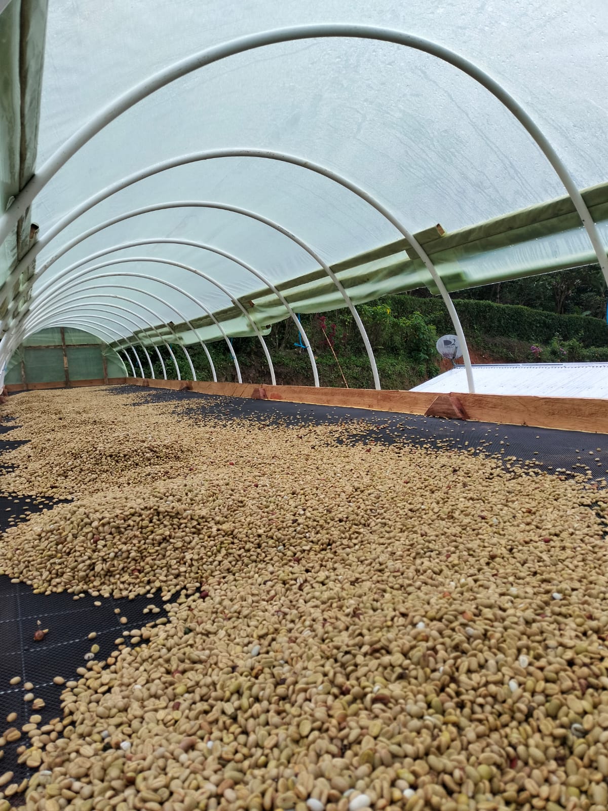 Parchment coffee drying under a covered greenhouse dryer in Colombia