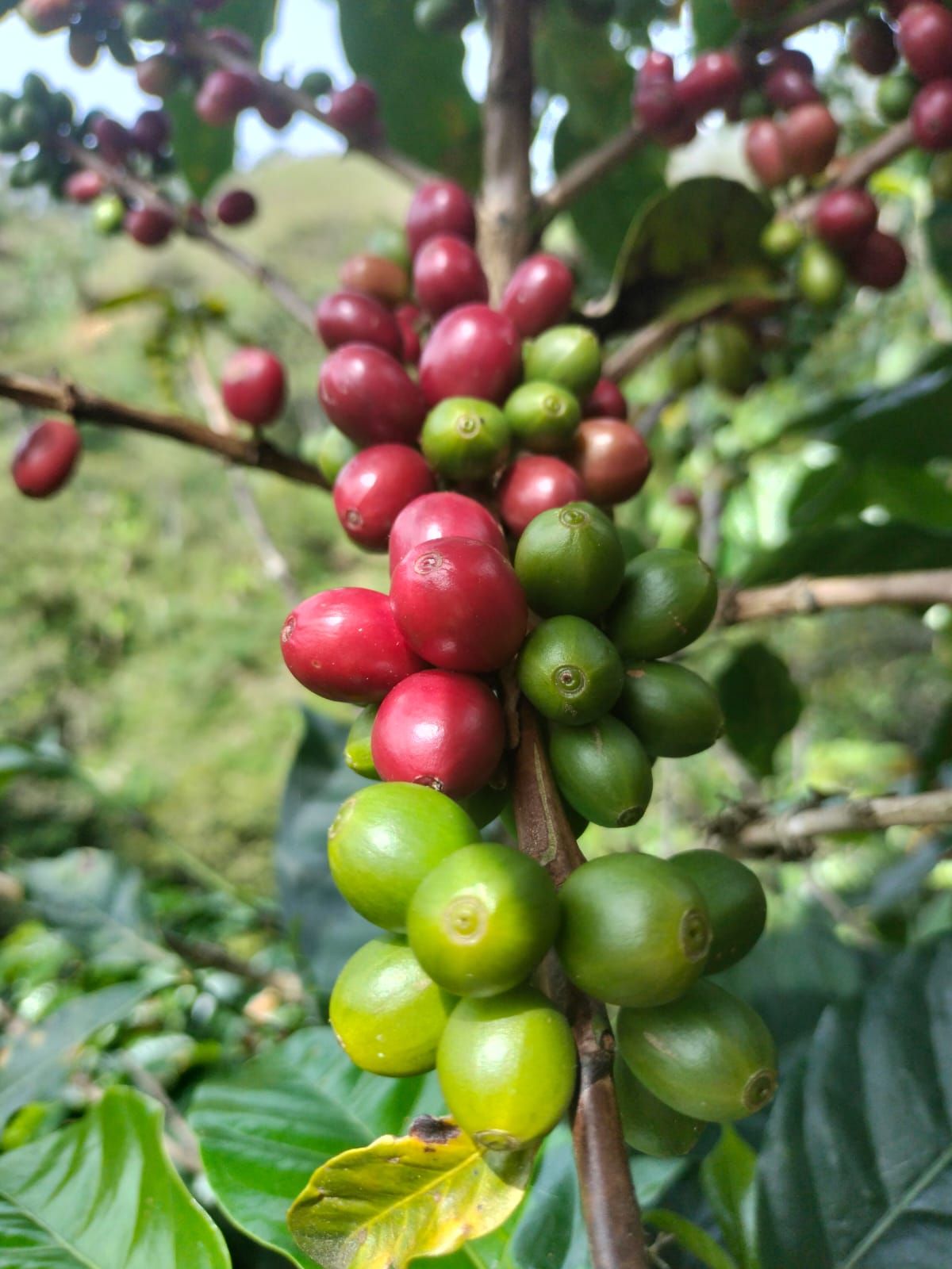 Ripe and unripe coffee cherries on a branch in Colombia's Sierra Nevada