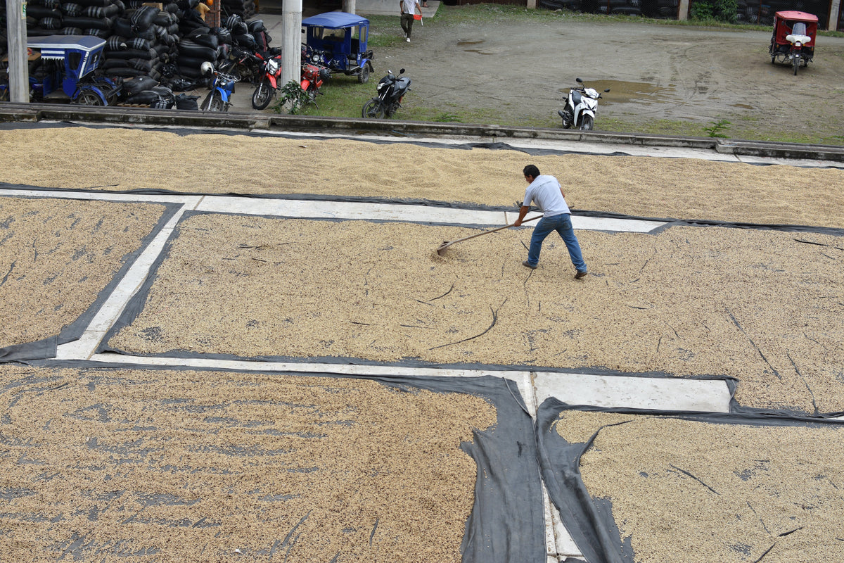 Worker raking parchment coffee on a concrete drying patio in Peru, with tarps separating the lots