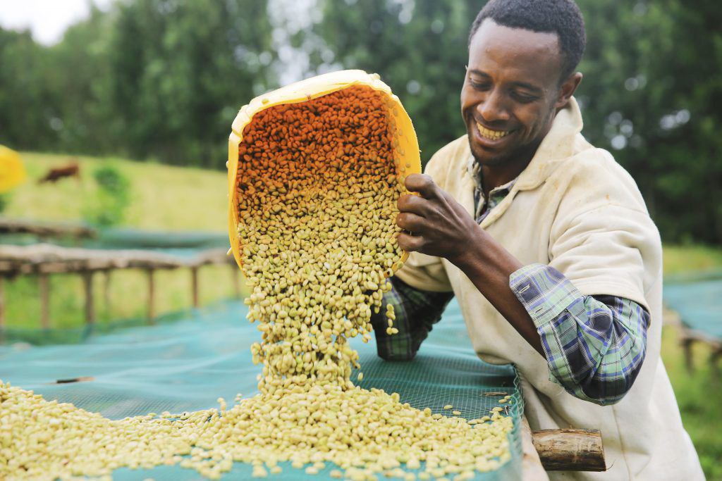 Ethiopia — Yirgacheffe G2 84+  Grainpro — EBL Hayward