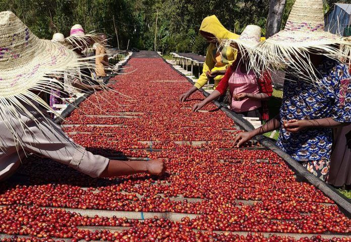 Workers in sun hats hand-sorting cherries on raised drying beds in Yirgacheffe, Ethiopia