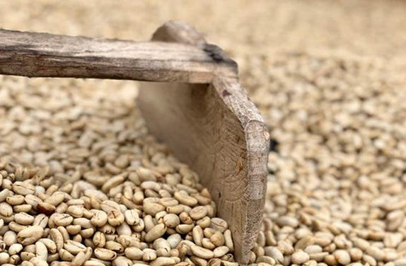 Wooden rake resting in parchment coffee on a drying bed in Honduras