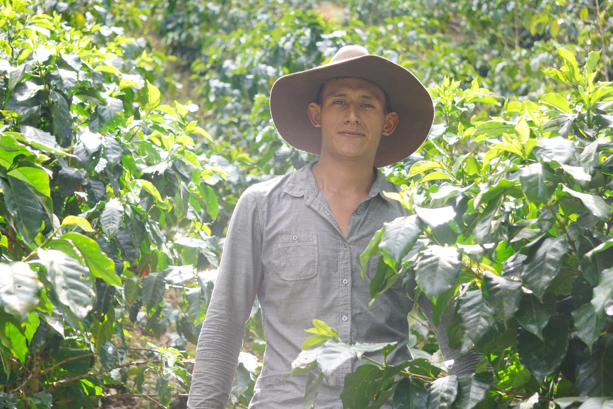 Coffee producer in Honduras standing among his coffee trees