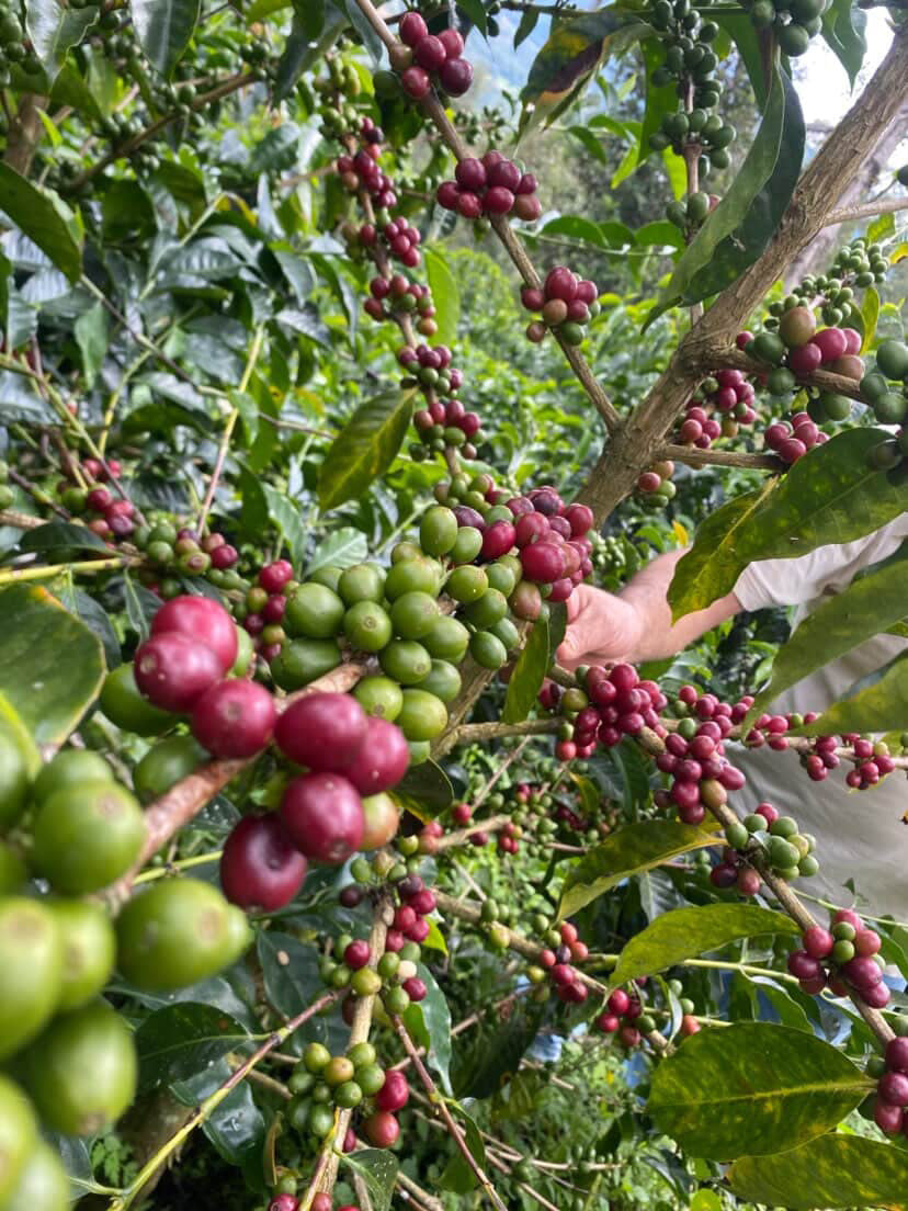 Coffee branches with ripe red and unripe green cherries in Honduras