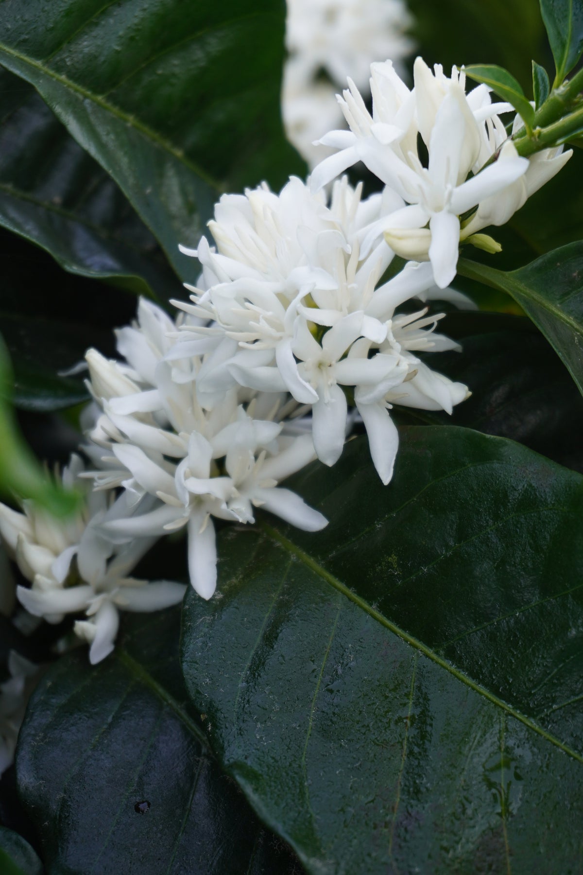 Close-up of white coffee blossoms on a branch at a farm in Honduras