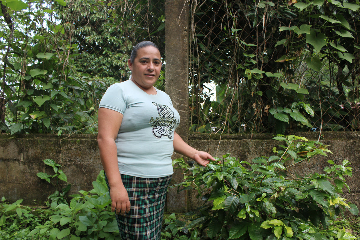 Coffee producer standing beside young coffee plants on a farm in Honduras