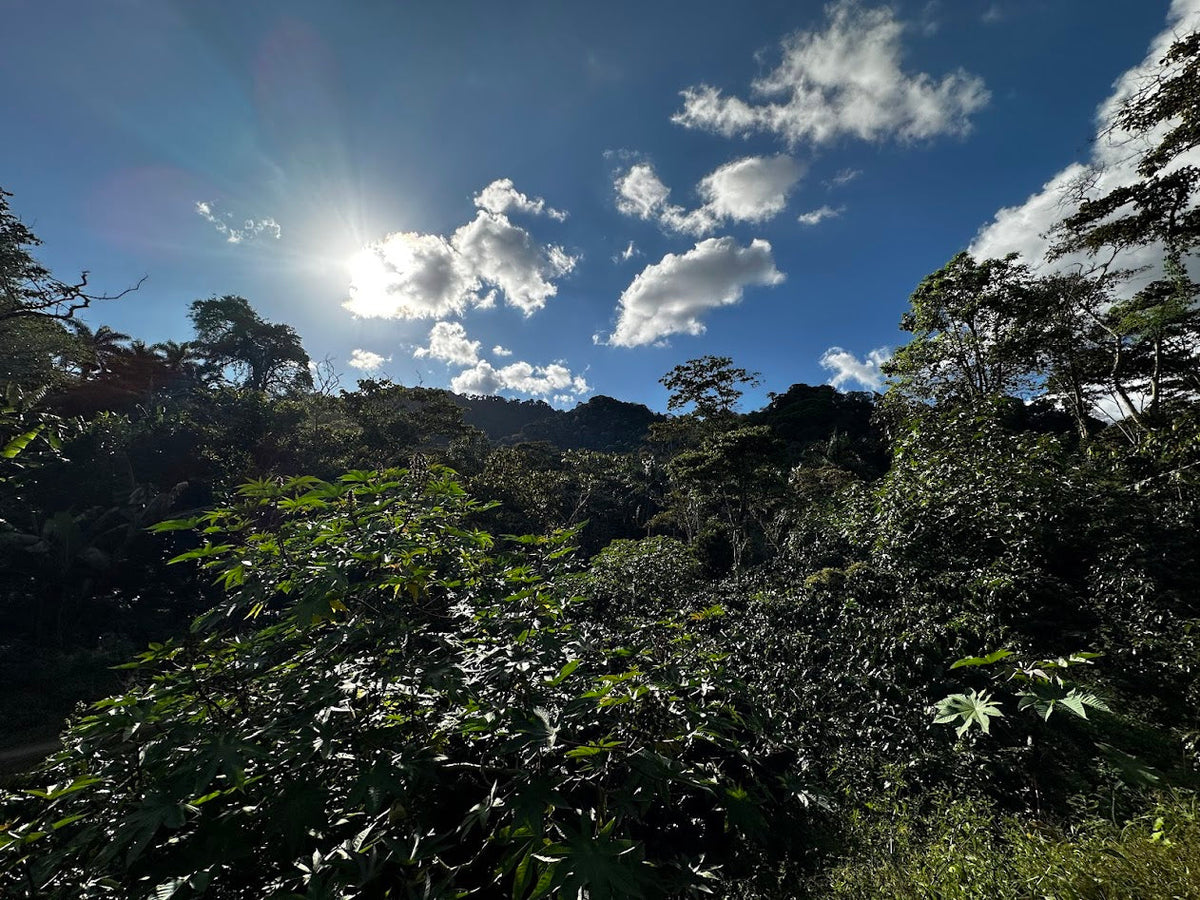 Sun over a forested coffee farm in Nicaragua