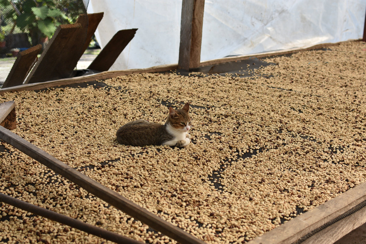 Cat resting on parchment coffee drying on a raised bed under a covered solar dryer in Peru