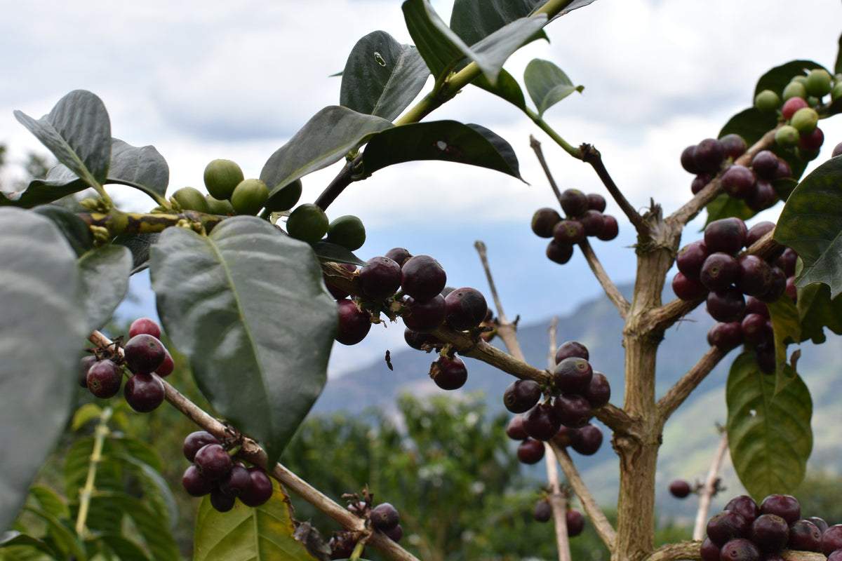 Ripe dark red coffee cherries on a branch with mountains behind, in Peru