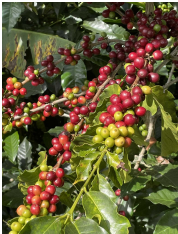 Guatemala — Microlot Huehuetenango