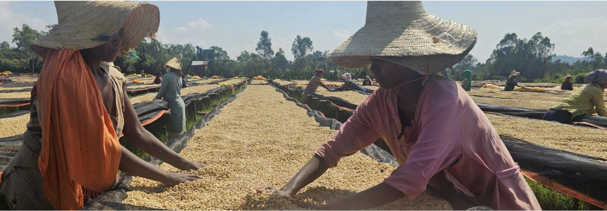 Ethiopia — Yirgacheffe G2 84+  Grainpro
