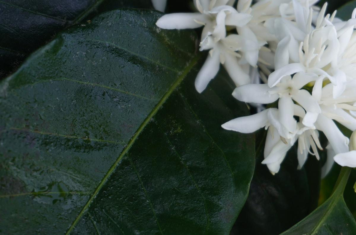 Close-up of white coffee blossoms against a glossy coffee leaf