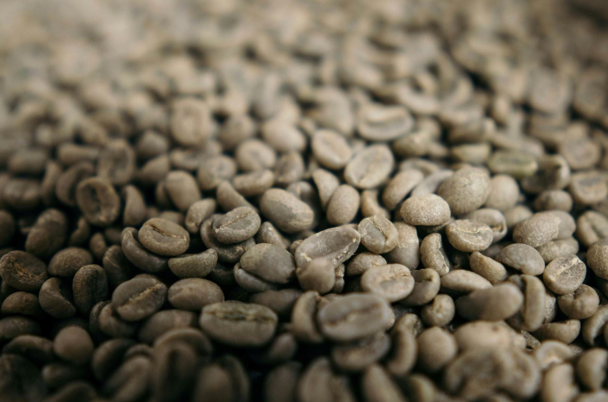 Close-up of washed green coffee, showing even size and color