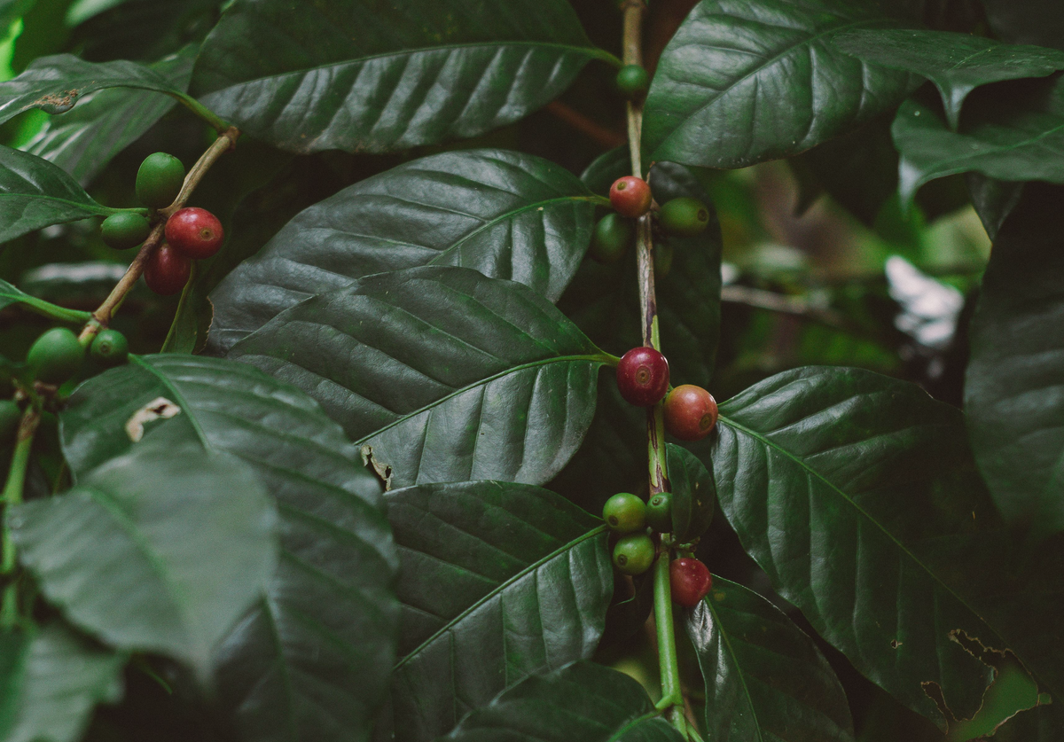 Coffee branch with ripening red and green cherries among dark green leaves