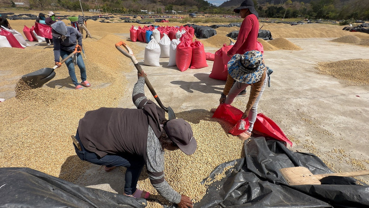 Workers turning and bagging parchment coffee on a drying patio in Nicaragua