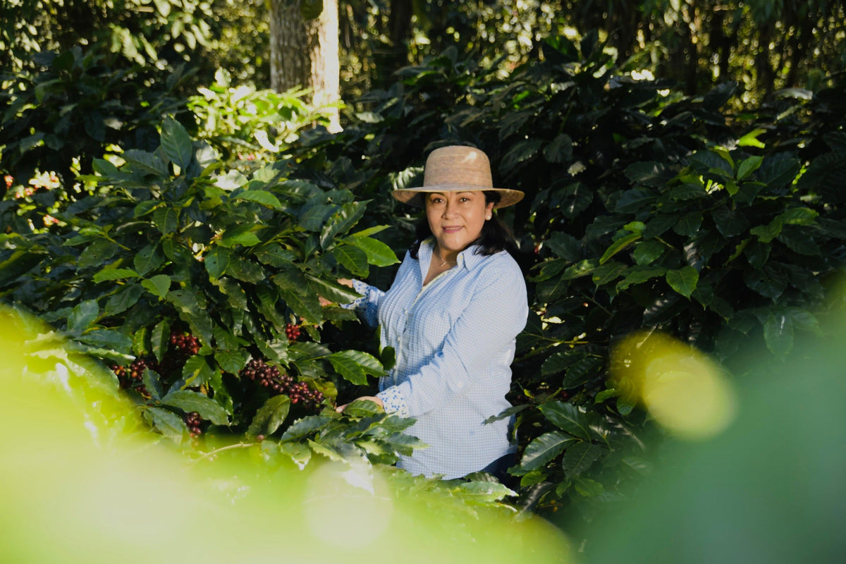 Coffee producer standing among coffee trees with ripe cherries