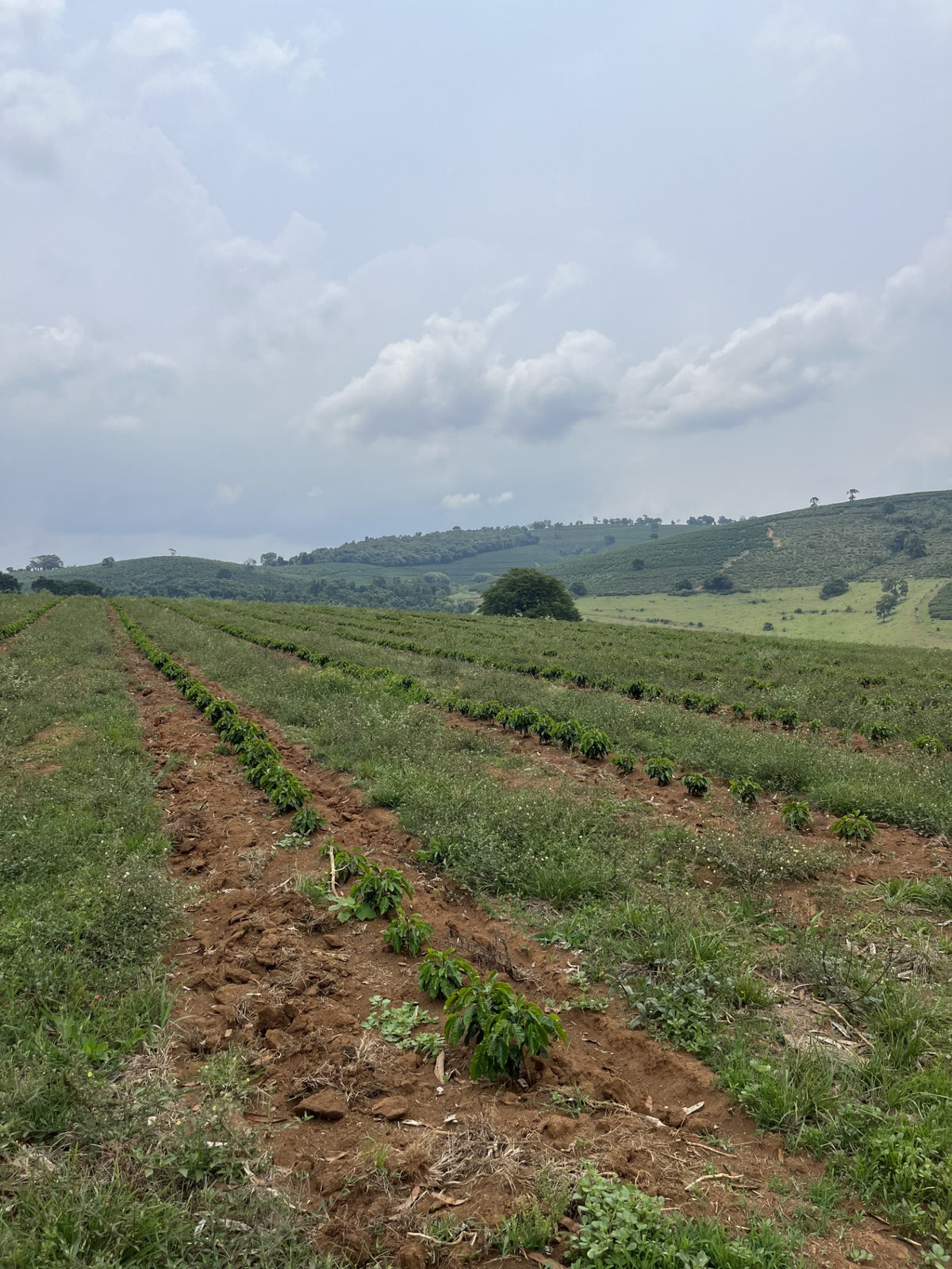 Newly planted rows of young coffee plants on open farmland