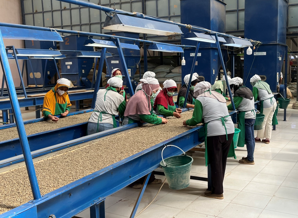 Workers hand-sorting green coffee for defects on conveyor tables at a dry mill in Sumatra