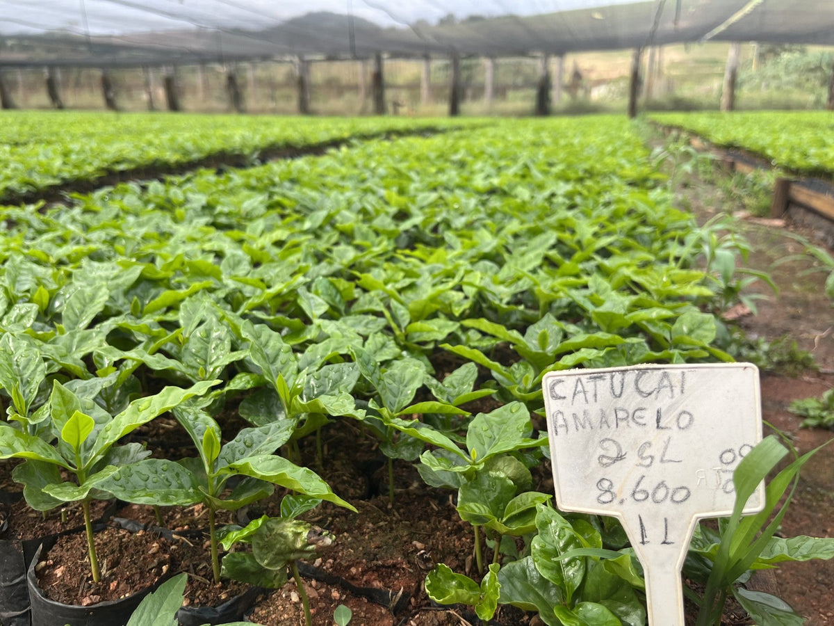 Catucaí Amarelo seedlings in a nursery, with a handwritten variety label