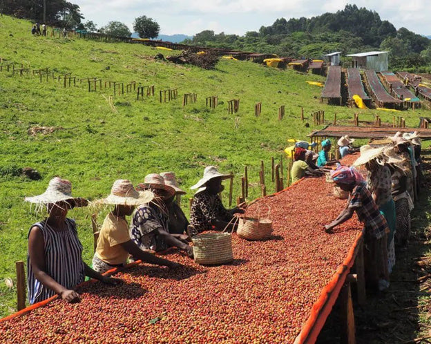 Ethiopia — Yirgacheffe G2 84+  Ecotact