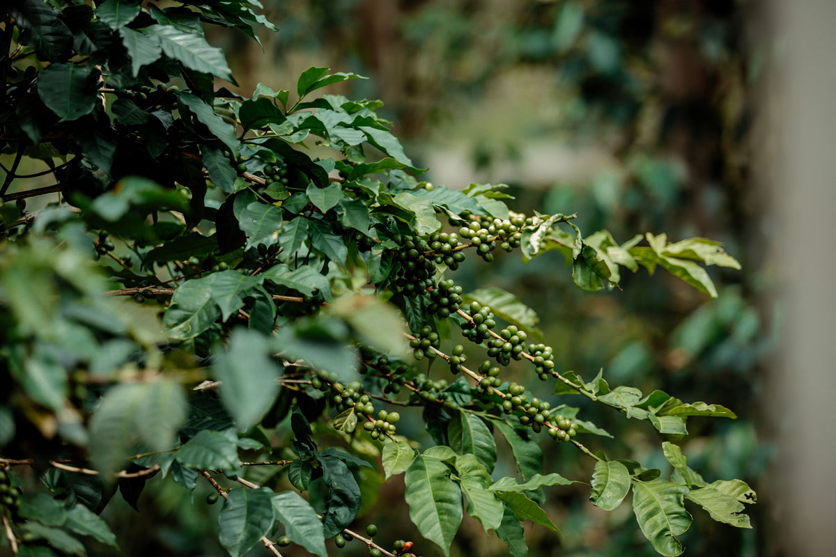 Coffee beans growing on a coffee plant with green leaves.