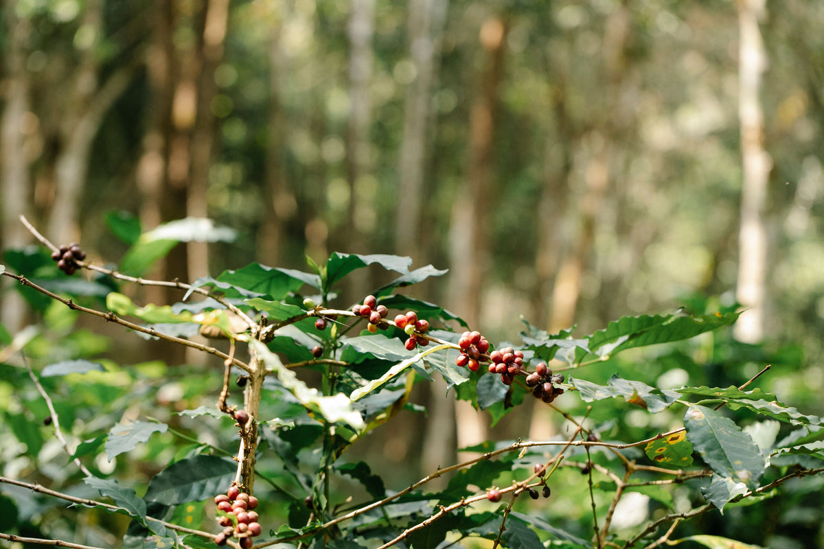 Coffee trees with ripe cherries growing under forest shade