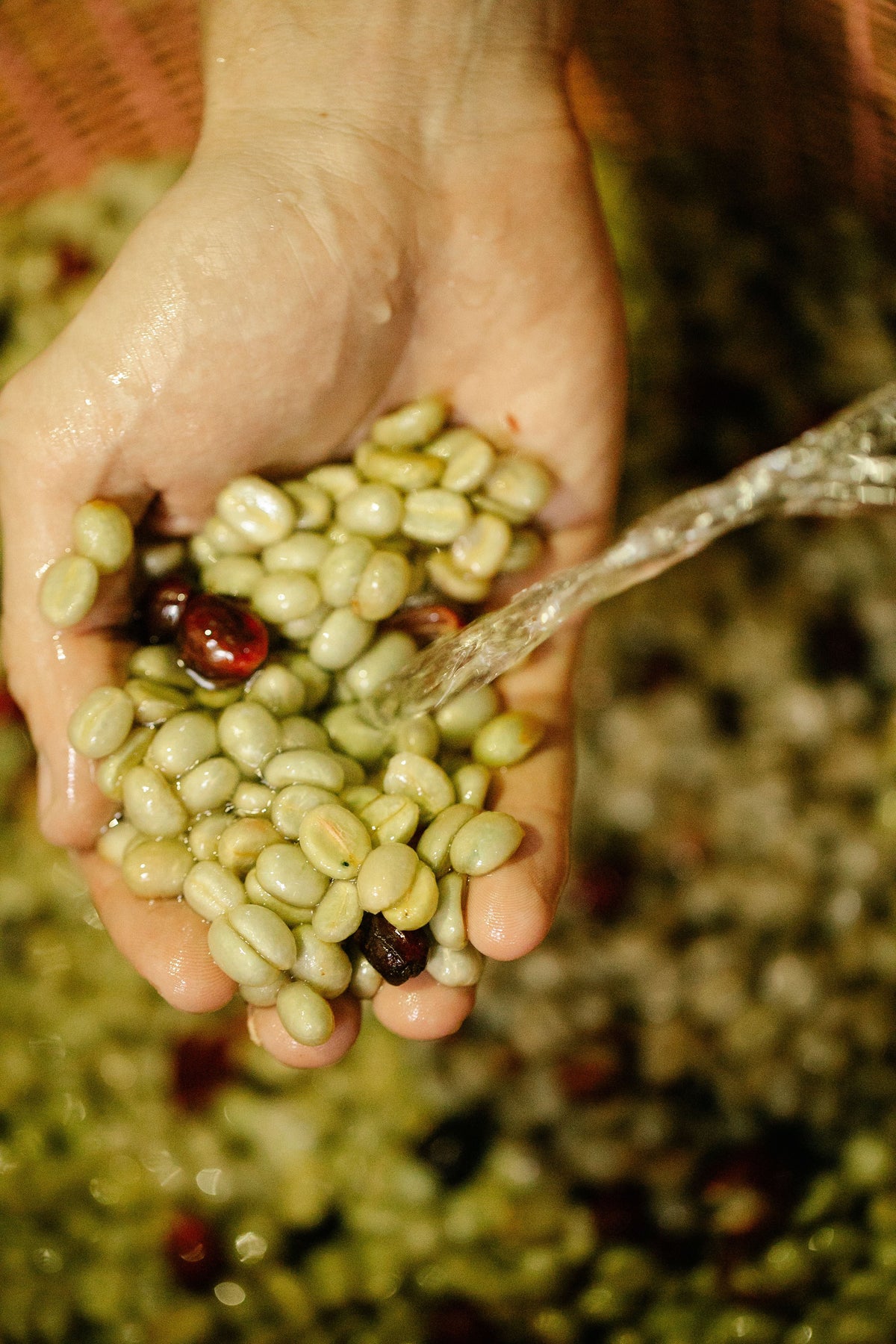 Hand holding wet parchment coffee under running water during washing, with a few cherries mixed in
