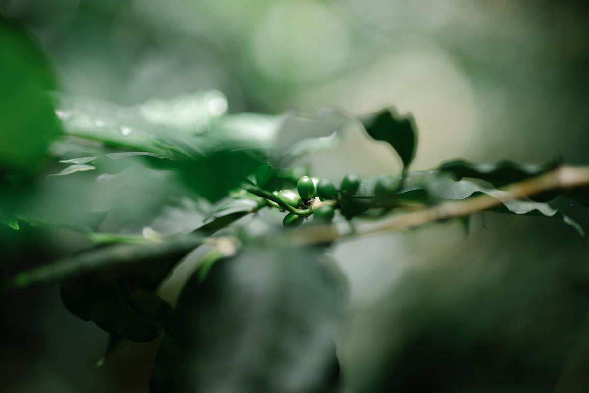 Coffee branch with small unripe cherries in soft green light
