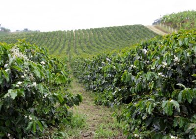 Ethiopian Coffee