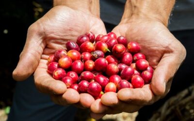 Exploring the Richness of Microlot Coffee