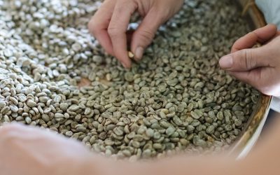Skipping the roast the top benefits of unroasted coffee beans