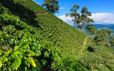 Brew from the Coffee Triangle: Why Are Colombian Coffee Beans so Popular?
