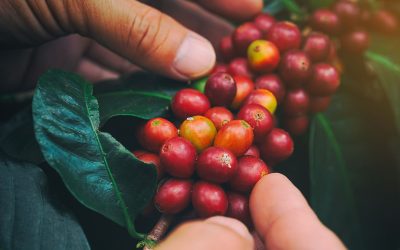 A Look Inside the Coffee Cherry