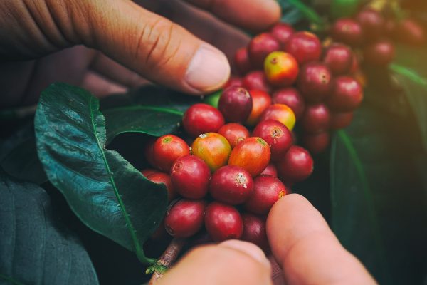 A Look Inside the Coffee Cherry