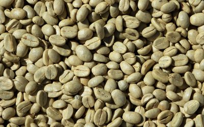 Read Before You Roast: All You Need to Know About South America’s Green Coffee Beans