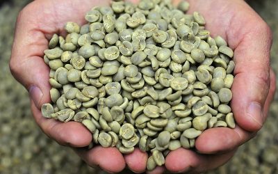 The Green Bean Difference: Why Importers Buy Green Coffee Beans