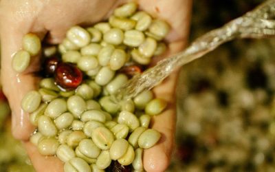 How to Tell If Green Coffee Beans Are Fresh