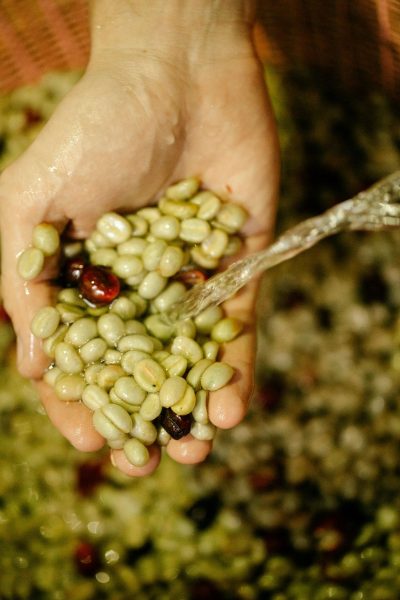 How to Tell If Green Coffee Beans Are Fresh